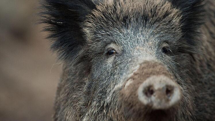 Wildschweine, die kontaminierte Speisereste fressen: Diese Form der Übertragung fürchten die Veterinäre, Jäger und Bauern am meisten. Besonders Raststationen an Autobahnen sind Gefahrenherde.  Foto: Lino Mirgeler/dpa