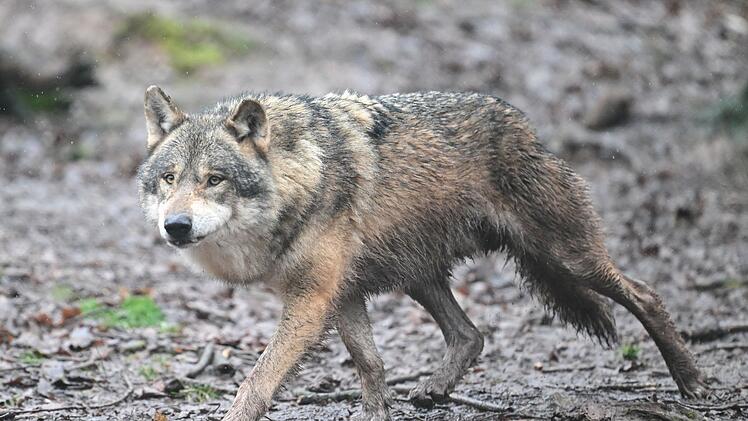 Wolf