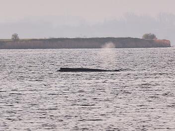 Buckelwal sitzt weiterhin vor Insel Poel fest