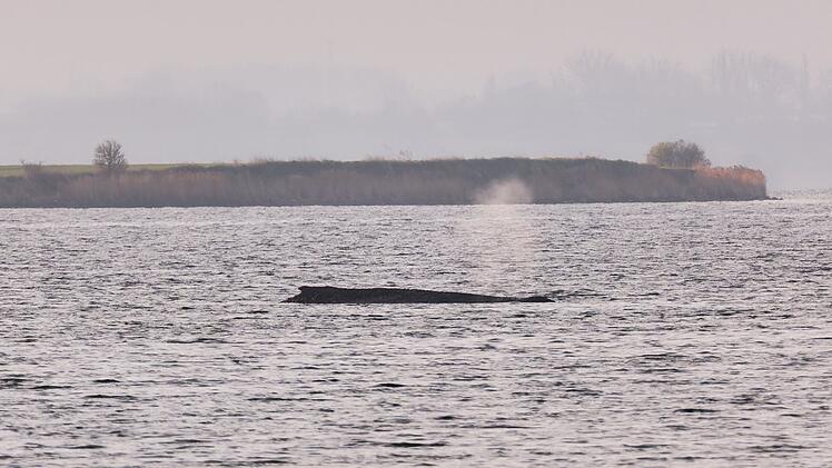 Buckelwal sitzt weiterhin vor Insel Poel fest