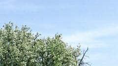 Obstbaum-Hochstämme in einem Getreidefeld. So sieht ein Baumfeld aus. Fotos: Sabine Weinbeer