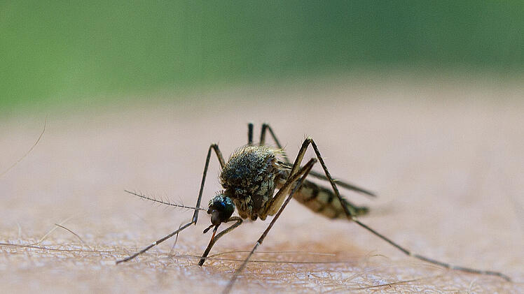 Mann in den USA an gefährlichem EEE-Virus gestorben - Behörde mit Mahnung
