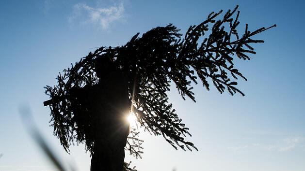 Ein Christbaum sorgte auf der B15 in Oberfranken f&uuml;r einen Unfall. Die Tanne bohrte sich dabei in die Sto&szlig;stange eines Autos. Symbolfoto: Patrick Pleul/zb/dpa