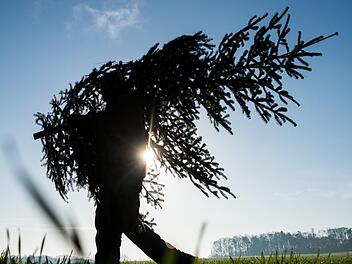 Ein Christbaum sorgte auf der B15 in Oberfranken f&uuml;r einen Unfall. Die Tanne bohrte sich dabei in die Sto&szlig;stange eines Autos. Symbolfoto: Patrick Pleul/zb/dpa