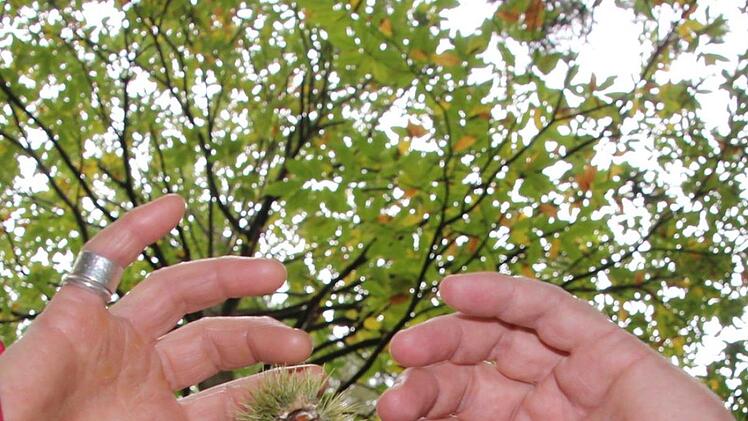 Unterm herbstlichen Kronendach der Esskastanie zeigen Eva Gebhardt und Achim Volkamer die stachelige Schale und den leckeren Fruchtkörper. Diana Fuchs