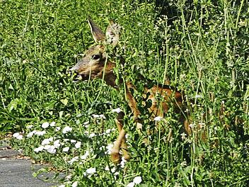 Niedlich, aber wenn das Reh auf die Straße springt, wird es zur Gefahr.  Foto: Josef Hofbauer