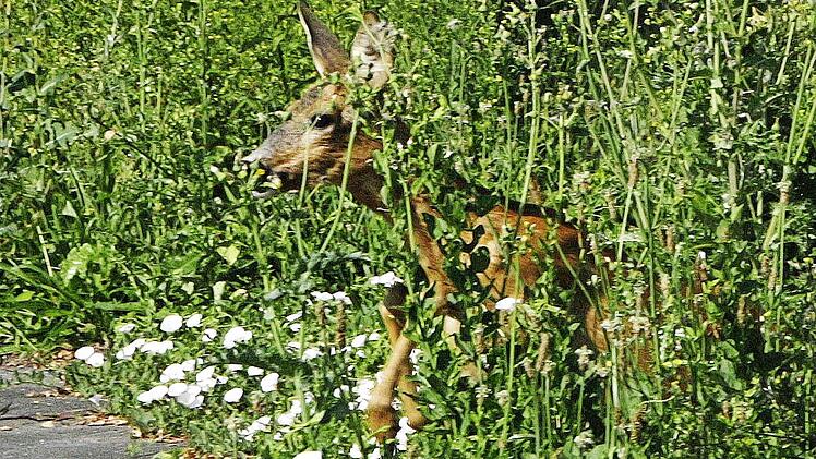 Niedlich, aber wenn das Reh auf die Straße springt, wird es zur Gefahr.  Foto: Josef Hofbauer