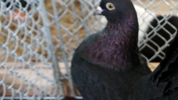 Foto: Richard Sänger