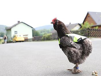 Ein Blickfang: Zu übersehen ist dieses Huhn dank seiner leuchtend gelben Weste sicherlich nicht. Foto: Marian Hamacher