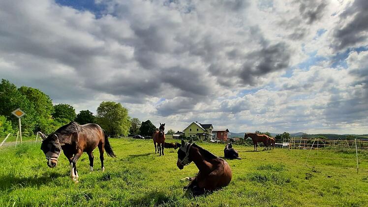 Itzgrund: Gnadenhof für Pferde braucht dringend Hilfe - "wir gehen auf dem Zahnfleisch"