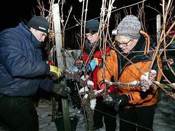Familie Braun und ihre Helfer haben sich warm angezogen und lesen die Trauben für den Eiswein.   Fotos: Alfred Molitor