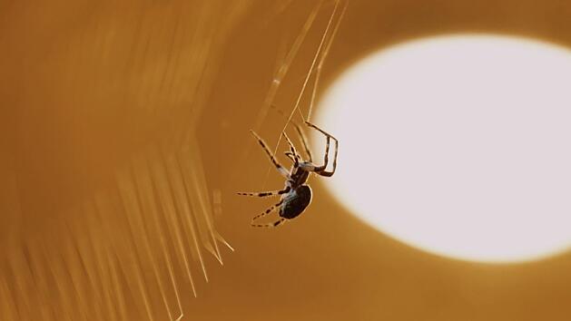Symbolbild: Spinne
