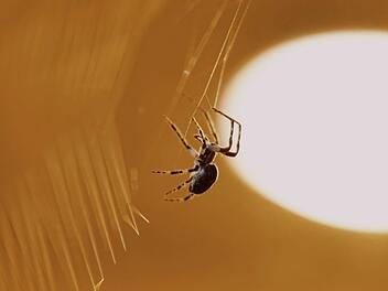 Symbolbild: Spinne