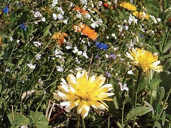 Eine einjährige Blühmischung aus Klee, Klatschmohn, Sonnenblumen und Malven wurde am Kreuzweg gesät.