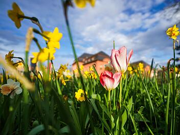 Passend zum Frühlingsanfang: Sonnenschein löst Kaltfront ab - zumindest vorerst