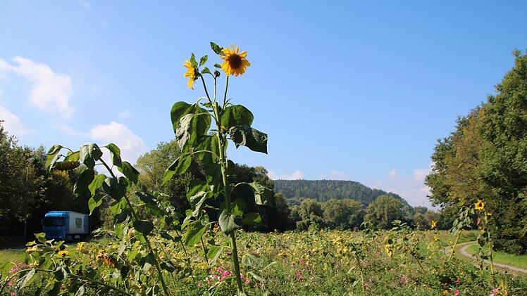 Auf dieser Fläche soll das neue Sondergebiet entstehen.Heike Beudert