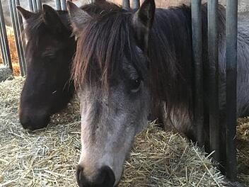 So gut ging es den beiden Connemara-Haflinger-Mischlingen vermutlich schon lange nicht mehr wie jetzt in ihrem neuen Zuhause. Foto: Archiv/Landratsamt