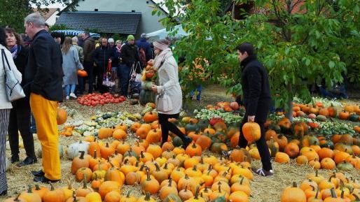 Kürbisse, Kürbisse und noch einmal Kürbisse: In Altendorf hatten die Besucher wieder die Qual der Wahl.Andrea Spörlein