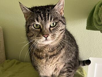 Tierheim Bamberg sucht Zuhause f&uuml;r "liebe und sehr verschmuste Katze" Karli