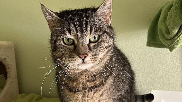 Tierheim Bamberg sucht Zuhause für "liebe und sehr verschmuste Katze" Karli