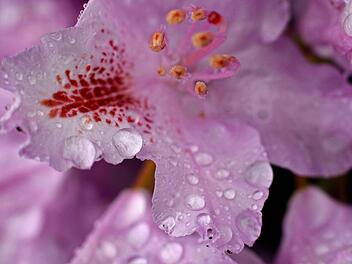 Regen und kein Ende. Diese Rhododendron-Blüte scheint dem schlechten Wetter zu trotzen. Foto: Hendrik Schmidt/dpa