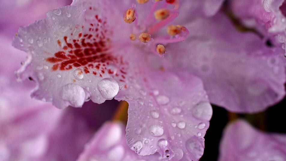 Regen und kein Ende. Diese Rhododendron-Blüte scheint dem schlechten Wetter zu trotzen. Foto: Hendrik Schmidt/dpa