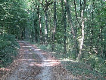 In Verlängerung der Ortsstraße "An der Trie" soll am Mühlberg der Fuchsstädter Naturfriedhof entstehen.  Winfried Ehling