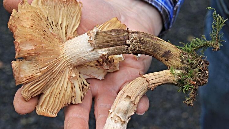 Der Hallimasch, den Herbert Stang hier zeigt, ist ein großer, im Herbst büschelig zum Teil in großer Zahl auf Holz wachsender honigfarbener bis bräunlicher Blätterpilz. Foto: Helmut Will