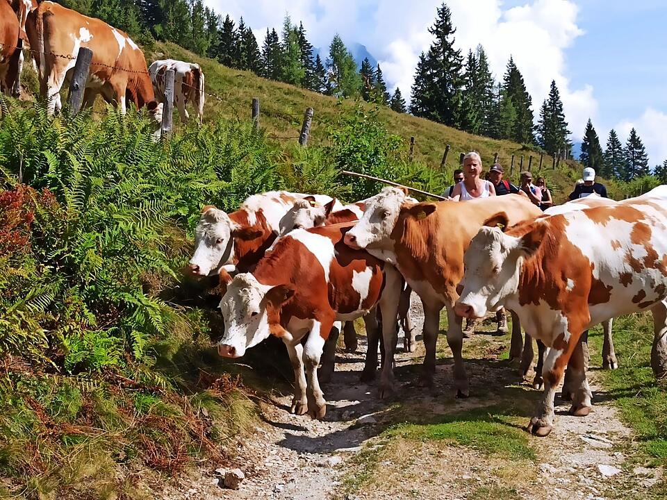 Coburgerin ist zum zweiten Mal Almwirtin: "Die stressigen Dinge vergisst man"
