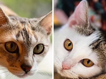 Tierheim Nürnberg äußert sich zu Katzenmama und ihrem "Sorgenkind"