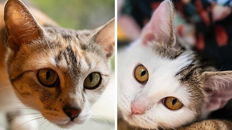 Tierheim Nürnberg äußert sich zu Katzenmama und ihrem "Sorgenkind"