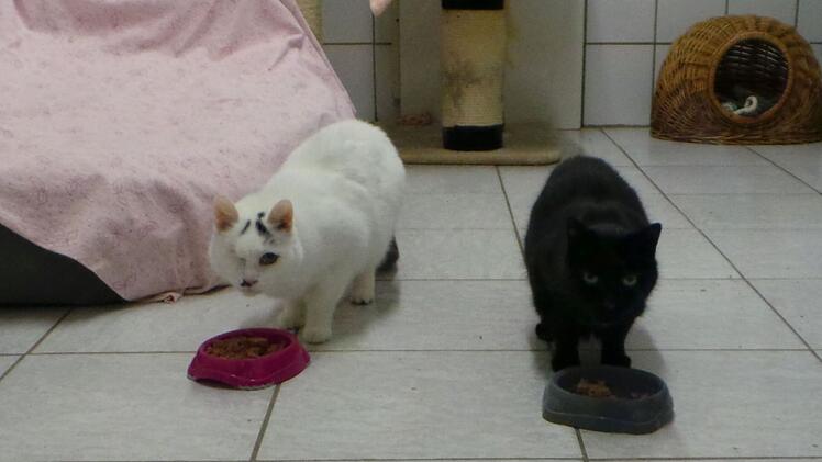 Tierheim Kulmbach: Katzen warten seit 13 Jahren auf Vermittlung - "lasst sie nicht im Tierheim sterben"