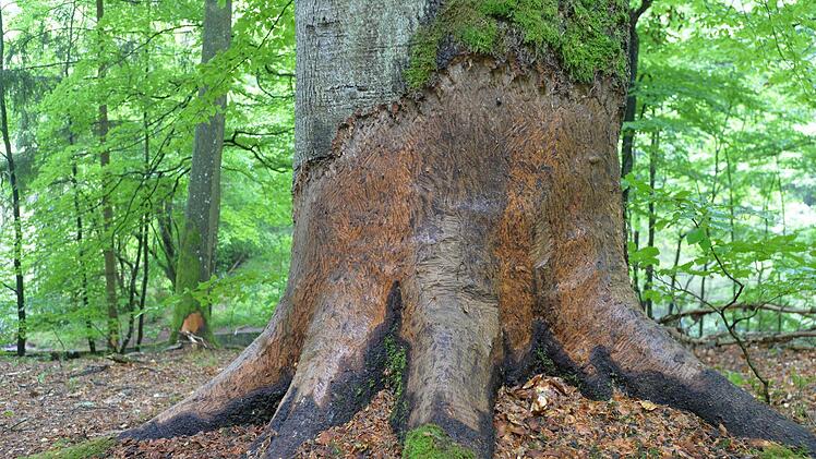 Geschützt - nicht geschützt - doch geschützt? Vor lauter Buchen ist der Steigerwald oft nicht mehr klar zu sehen. Foto: Ronald Rinklef