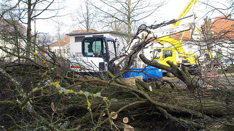 Auf dem VHS-Gelände werden Bäume gefällt. Foto: Marco Meißner