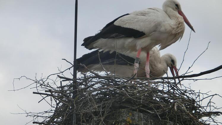 Jetzt hat auch Ludwigschorgast sein Storchenpaar