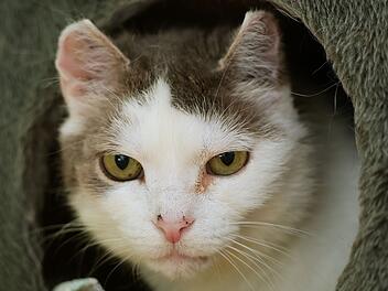 Tierheim Bamberg verrät: Das ist für Katze Ann "unbedingt notwendig"