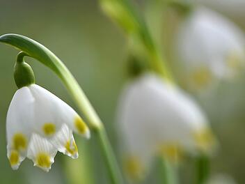 Der Frühlingsanfang wird mit dem Blühen der Schneeglöckchen eingeläutet. Foto: Ralf Hirschberger/dpa
