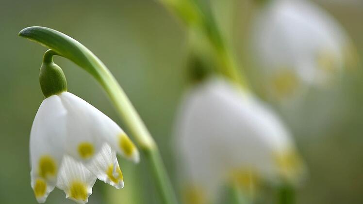 Der Frühlingsanfang wird mit dem Blühen der Schneeglöckchen eingeläutet. Foto: Ralf Hirschberger/dpa