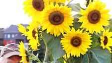 Karl Thieroff mag die Sonnenblumen ganz besonders gerne. Eines seiner Musterexemplare hat 26 Blüten. Foto: Michael Wunder
