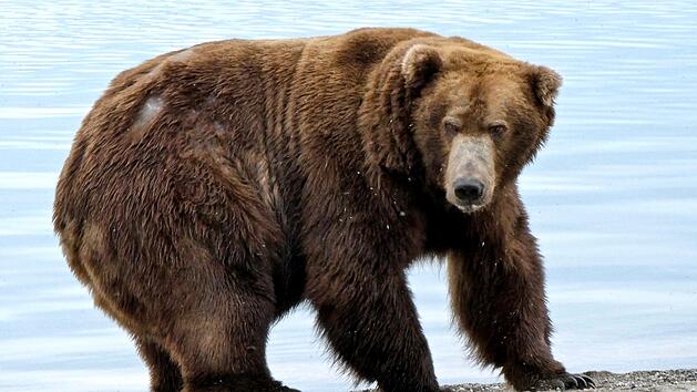 Der Braunbär «747»wurde im Katmai-Nationalpark in Alaska zum fettesten Braunbären gewählt. Foto: Katmai National Park and Preserve/dpa