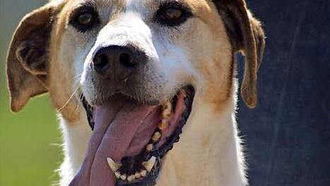 Douggy war lange im Tierheim und hat viel nachzuholen. Foto: privat