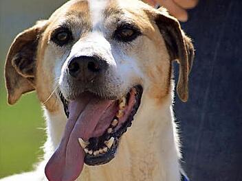 Douggy war lange im Tierheim und hat viel nachzuholen. Foto: privat