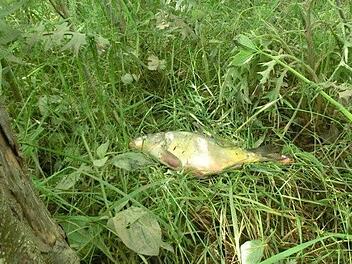 In den Flutmulden am Main drohten massenhaft Fische zu verenden, als das Hochwasser zurückging. Foto: Fritz Kohn