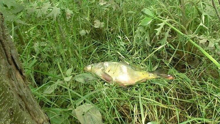 In den Flutmulden am Main drohten massenhaft Fische zu verenden, als das Hochwasser zurückging. Foto: Fritz Kohn