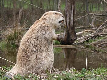 Das ist er nicht - der Biber, der am Krechenbach einen Damm baut. Das ausgestopfte Exemplar stellte Robert Hildmann bei einer Biberwanderung im Staatsbad auf. Foto: Ulrike Müller