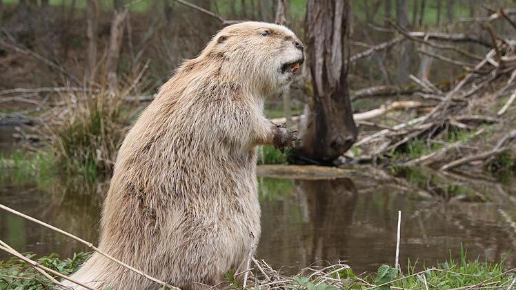 Das ist er nicht - der Biber, der am Krechenbach einen Damm baut. Das ausgestopfte Exemplar stellte Robert Hildmann bei einer Biberwanderung im Staatsbad auf. Foto: Ulrike Müller