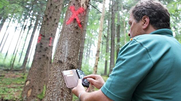 Georg Scherbel hat eine befallene Fichte in seinem Revier entdeckt und z&uuml;ckt sein Handy. Fotos: Ronald Heck