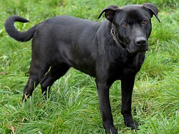 Tierheim Bamberg: Hund Janosch landet nach weiter Reise im Heim Tierheim Bamberg: Hund Janosch landet nach weiter Reise im Heim