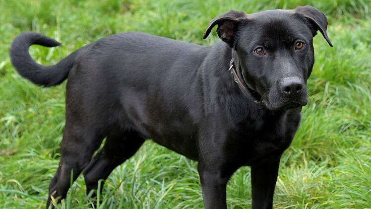 Tierheim Bamberg: Hund Janosch landet nach weiter Reise im Heim