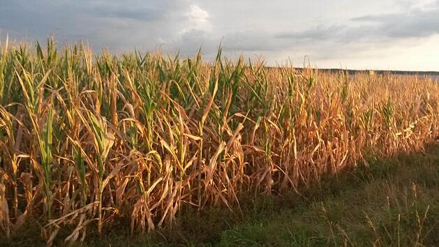 Bereits im vergangenen Jahr waren die Sch&auml;den an Pflanzen durch die Hitze sehr bedenklich. Foto: Petra Malbrich